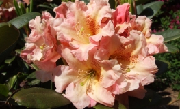 Flautando - fauriei-hybr. - różanecznik wielkokwiatowy - Flautando - Rhododendron hybridum