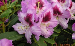 Pfauenauge - różanecznik wielkokwiatowy - Pfauenauge - Rhododendron hybridum
