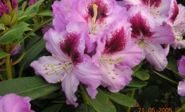 Pfauenauge - Rhododendron hybrid - Pfauenauge - Rhododendron hybridum