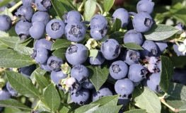 North Country - Half-high Blueberry - North Country - Vaccinium angustifolium x Vaccinium corymbosum