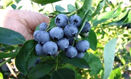 Bluejay - Highbush blueberry - Bluejay - Vaccinium corymbosum