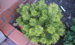 Pinus mugo 'Ophir' - mountain pine - Pinus mugo 'Ophir'