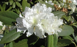 Boule de Neige - Рододендрон гибридный - Boule de Neige - Rhododendron hybridum