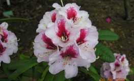 Cassata - Рододендрон гибридный - Cassata - Rhododendron hybridum