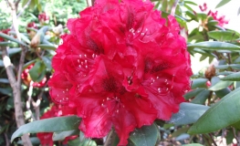 Erato - różanecznik wielkokwiatowy - Erato - Rhododendron hybridum