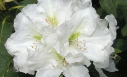 Eskimo - Rhododendron hybrid - Eskimo - Rhododendron hybridum