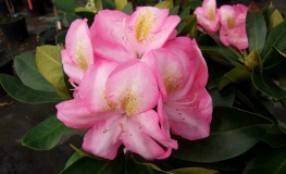 Arkadius fortunei - Рододендрон гибридный - Arkadius fortunei - Rhododendron hybridum