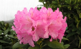 Kalinka - Różanecznik jakuszimański - Kalinka - Rhododendron yakushimanum