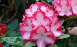 Ann Lindsay - różanecznik wielkokwiatowy - Ann Lindsay - Rhododendron hybridum