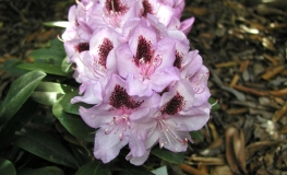 Humboldt - Rhododendron Hybride - Humboldt - Rhododendron hybridum