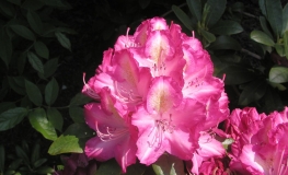 Lausitz - Рододендрон гибридный - Lausitz - Rhododendron hybridum