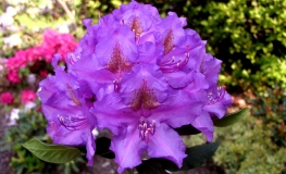Lee's Dark Purple - Рододендрон гибридный - Lee's Dark Purple - Rhododendron hybridum