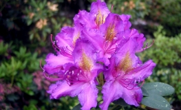 Libretto - Rhododendron Hybride - Libretto - Rhododendron hybridum