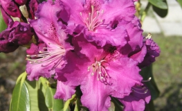 Lilofee - Рододендрон гибридный - Lilofee - Rhododendron hybridum