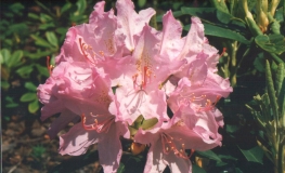 Lunik - Рододендрон гибридный - Lunik - Rhododendron hybridum