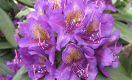 Monsieur Marcel Menard - Рододендрон гибридный - Monsieur Marcel Menard - Rhododendron hybridum