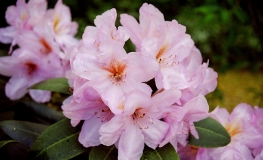 Omega - Рододендрон гибридный - Omega - Rhododendron hybridum