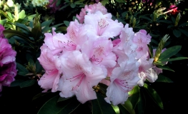 Pink Pearl griffithianum - Рододендрон гибридный - Pink Pearl griffithianum - Rhododendron hybridum