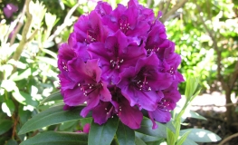 Polarnacht - Rhododendron hybrid - Polarnacht - Rhododendron hybridum