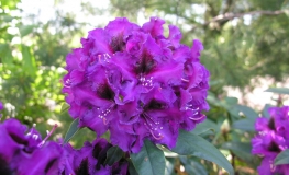 Purple Splendour - różanecznik wielkokwiatowy - Purple Splendour - Rhododendron hybridum