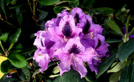 Rasputin - różanecznik wielkokwiatowy - Rasputin - Rhododendron hybridum