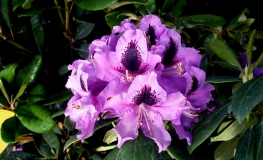 Rasputin - Rhododendron Hybride - Rasputin - Rhododendron hybridum