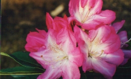 Resonanz - Рододендрон гибридный - Resonanz - Rhododendron hybridum