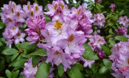Ricarda - Рододендрон гибридный - Ricarda - Rhododendron hybridum