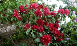 Sammetglut - Рододендрон гибридный - Sammetglut - Rhododendron hybridum