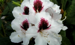 Sapporo - Рододендрон гибридный - Sapporo - Rhododendron hybridum