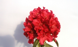 Torero - Rhododendron Hybride - Torero - Rhododendron hybridum