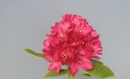 Van Weerden Poelman - Rhododendron hybrid - Van Weerden Poelman - Rhododendron hybridum