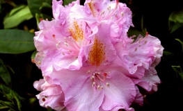 Von Oheimb Woislowitz - Rhododendron hybrid - Von Oheimb Woislowitz - Rhododendron hybridum