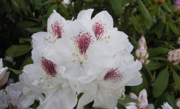 Schneebukett - Рододендрон гибридный - Schneebukett - Rhododendron hybridum