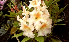 Bernstein - dichroanthum - Rhododendron hybrid - Bernstein - dichroanthum - Rhododendron hybridum