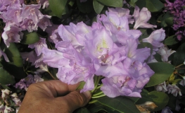 Fastuosum Flore Pleno - Рододендрон гибридный - Fastuosum Flore Pleno - Rhododendron hybridum
