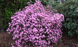 Praecox- dauricum - Рододендрон даурский - Praecox- dauricum - Rhododendron