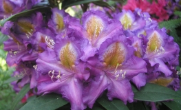 Tamarindos - ponticum - Рододендрон гибридный - Tamarindos - ponticum - Rhododendron hybridum