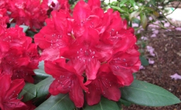 Cardinal - Рододендрон гибридный - Cardinal - Rhododendron hybridum
