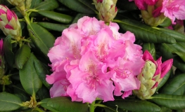 Haaga - różanecznik wielkokwiatowy - Haaga - Rhododendron hybridum