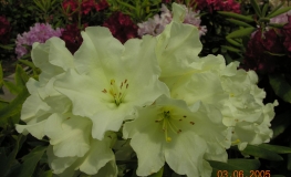 Hong Kong - Рододендрон гибридный - Hong Kong - Rhododendron hybridum