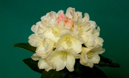 Golden Torch - Różanecznik jakuszimański - Golden Torch - Rhododendron yakushimanum