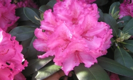 Walküre - Рододендрон гибридный - Walküre - Rhododendron hybridum