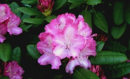 Blurettia - Różanecznik jakuszimański - Blurettia - Rhododendron yakushimanum