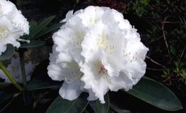 Schneekrone - Różanecznik jakuszimański - Schneekrone - Rhododendron yakushimanum