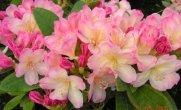 Percy Wiseman - Rhododendron yakushimanum - Percy Wiseman - Rhododendron yakushimanum