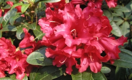 Bengal - różanecznik repens - Bengal - Rhododendron repens