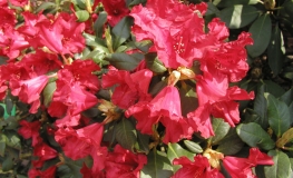 Scarlet Wonder - Rhododendron repens - Scarlet Wonder - Rhododendron repens