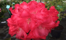 Halfdan Lem - Рододендрон гибридный - Halfdan Lem - Rhododendron hybridum