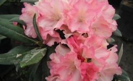 Loreley - różanecznik jakuszimański - Loreley - Rhododendron yakushimanum